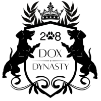 Royal Miniature Dachshunds Puppies from the Highest Rated Breeder in Tennessee